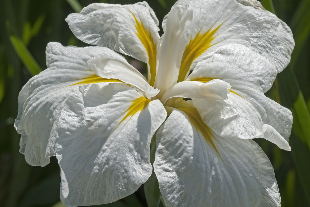 Iris Ensata "Freckled Geisha" - BP058 Packs