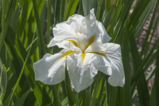 Iris Ensata "Freckled Geisha" - BP058 Packs