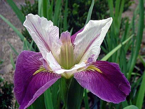 Iris Louisiana 'Colorific' - Marginal Pond Plants - MP053