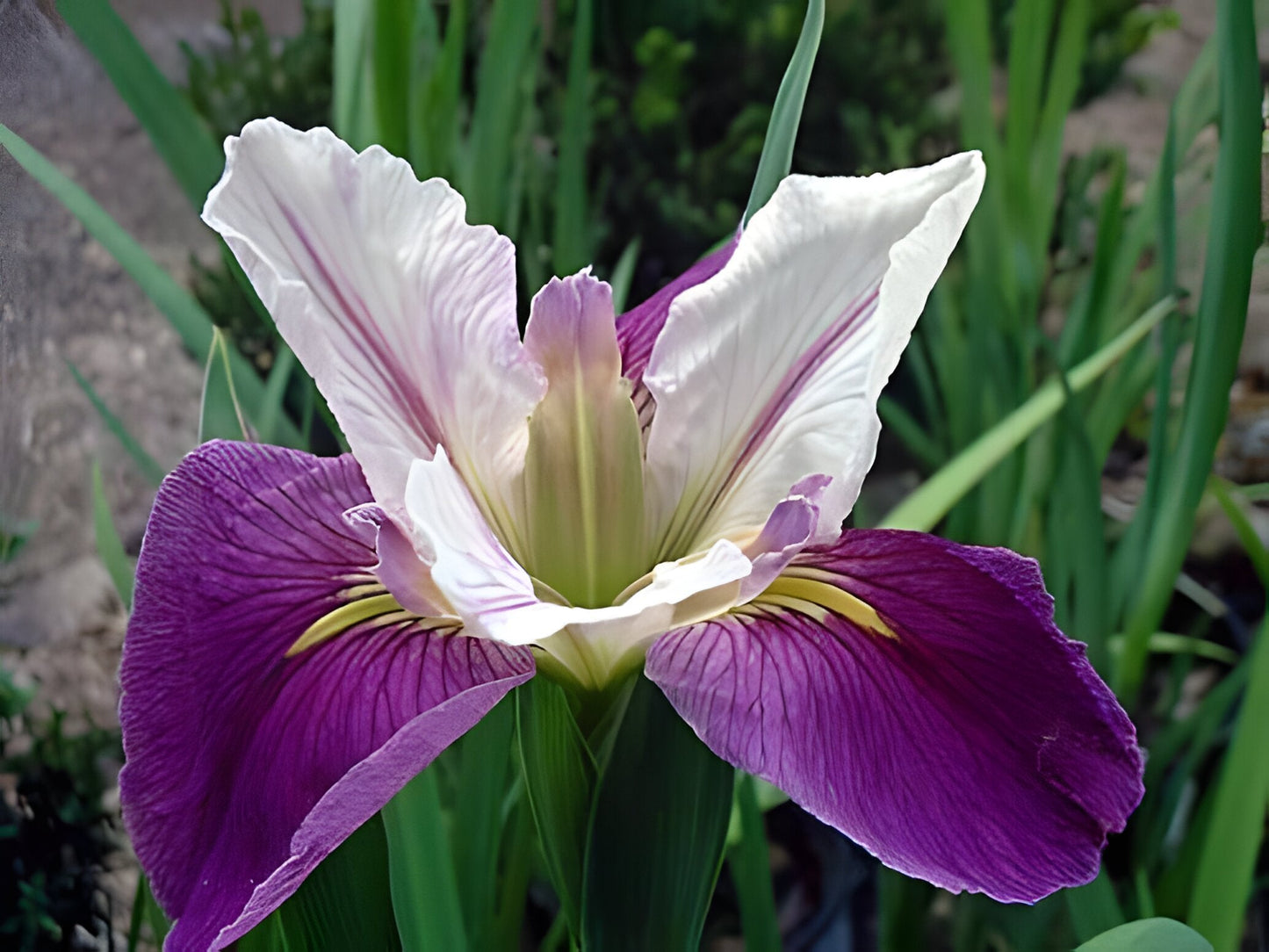 Iris louisiana 'Colorific'