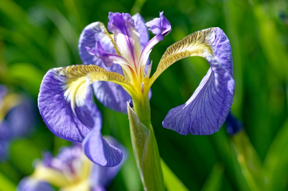 Iris Setosa 'Bog Iris' - BP067 Packs