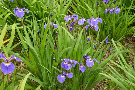 Iris Setosa - Marginal Pond Plants - BP067