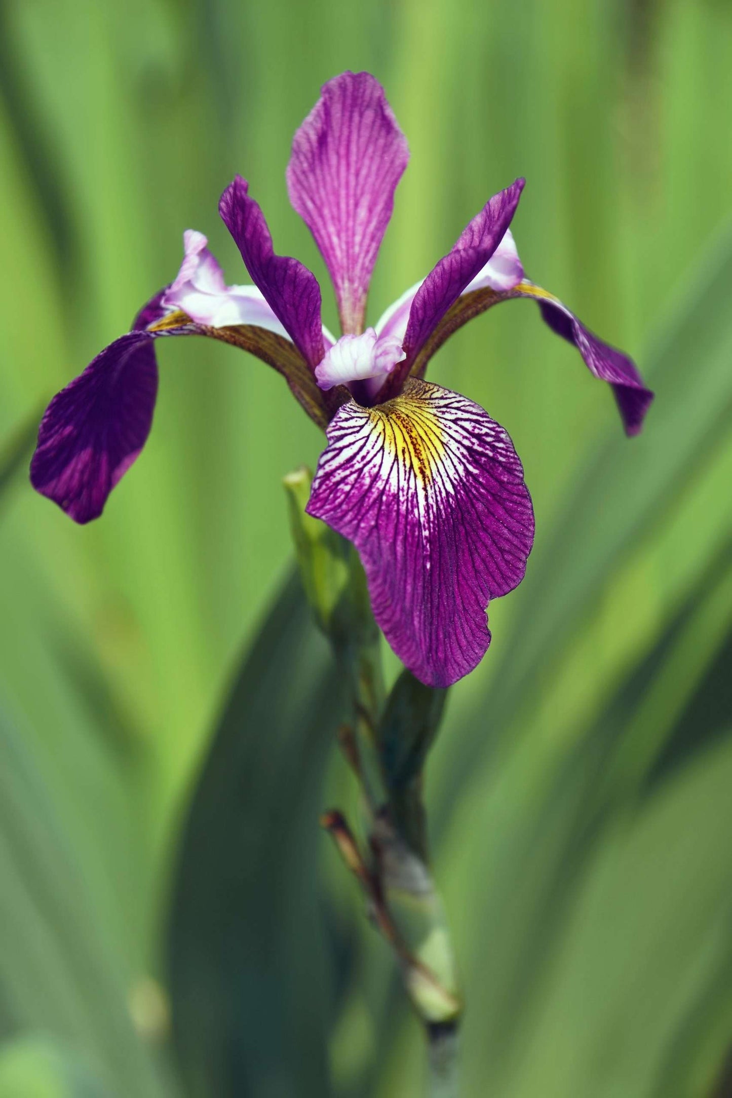Iris versicolor 'Kermesina' - Marginal Pond Plants - MP063