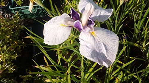 Iris ensata 'Fortune' - Marginal Pond Plants - BP059