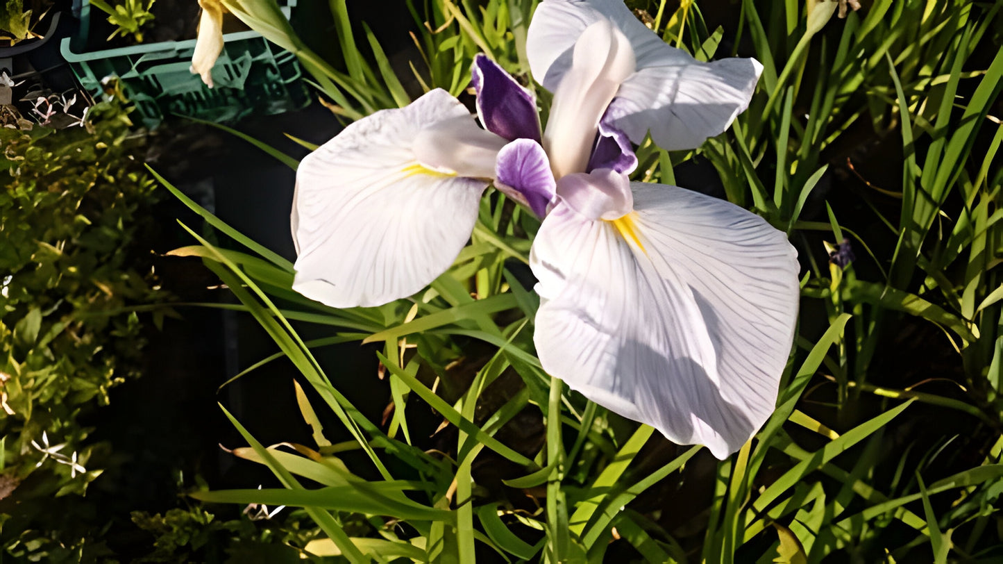 Iris ensata 'Fortune'