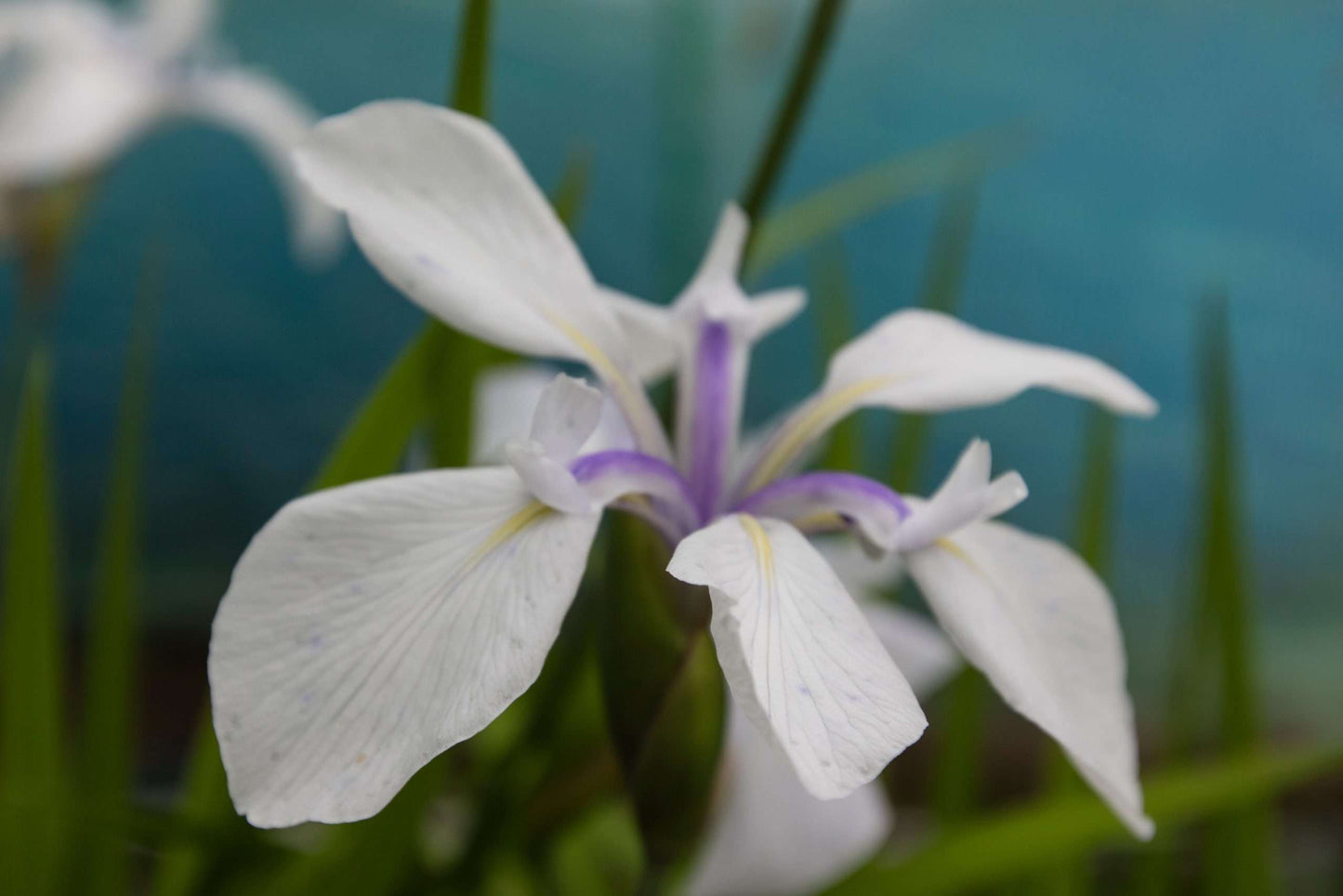 Iris laevigata ‘Snowdrift’ - Marginal Pond Plants - MP049