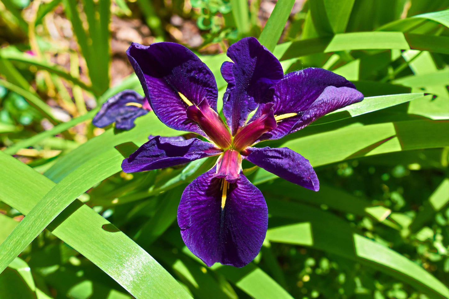 Iris louisiana ‘Black Gamecock’ - Marginal Pond Plants - MP052