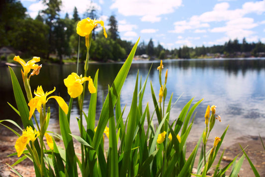 Iris pseudacorus (Yellow flag) - Marginal Pond Plants - MP057