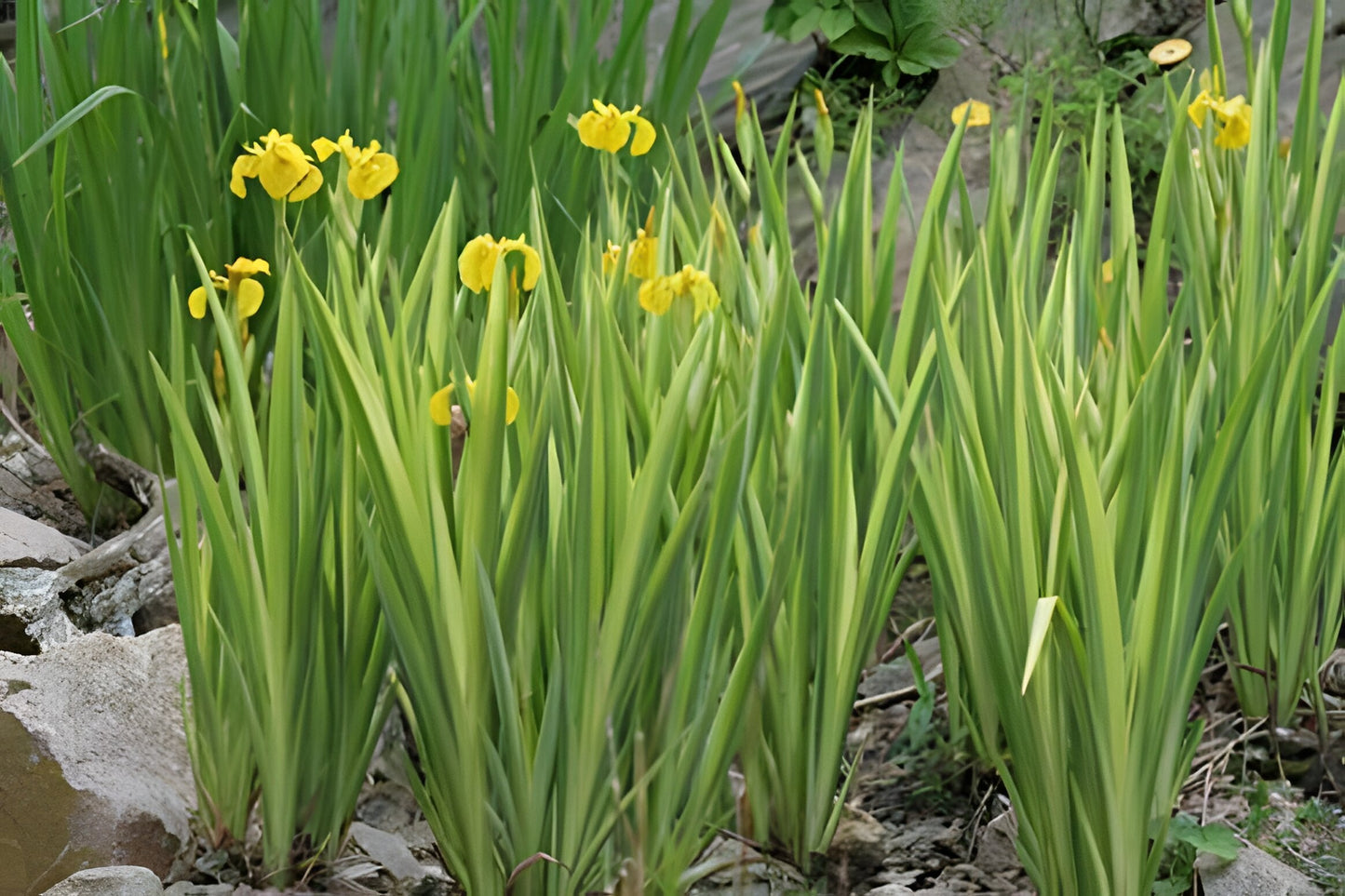 Iris pseudacorus variegata