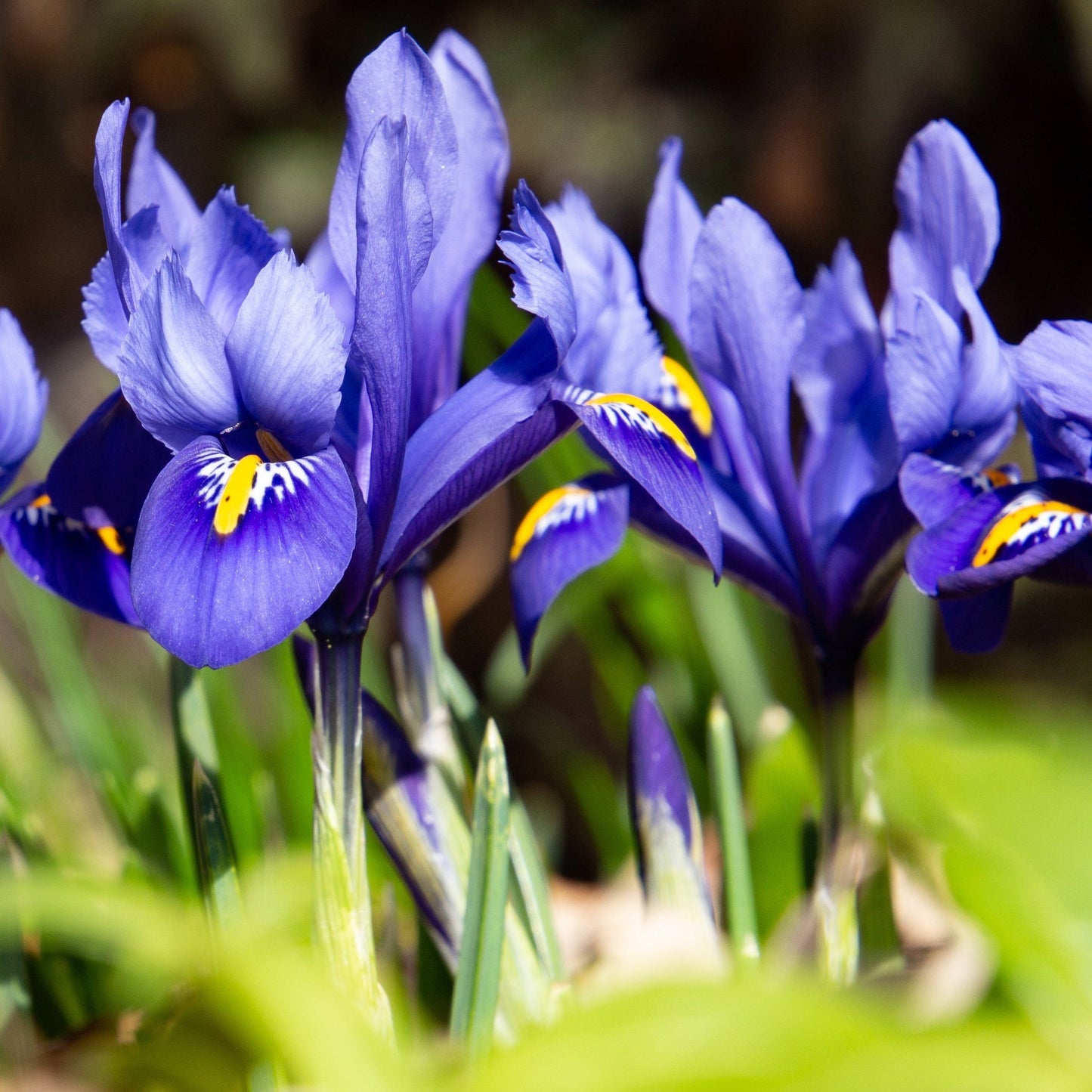 Dwarf Iris 'Reticulata Blue' (6 Bulbs)