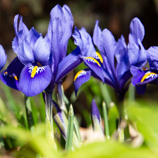 Dwarf Iris 'Reticulata Blue' (6 Bulbs)