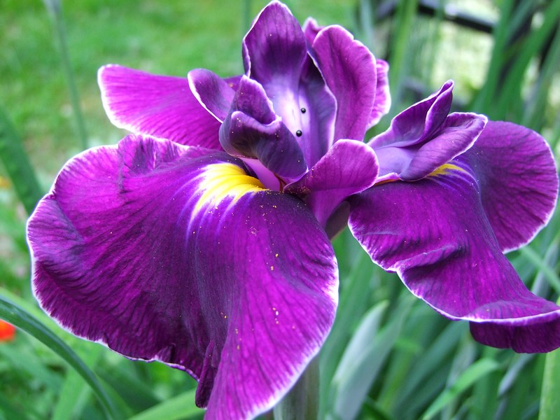 Iris Ensata Crystal Halo - BP052A Packs