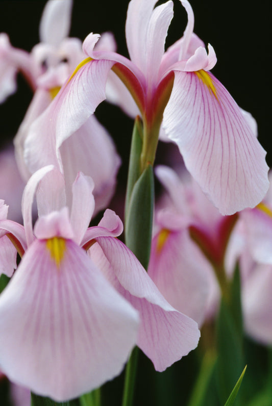 Iris Ensata Darling - BP053 Packs