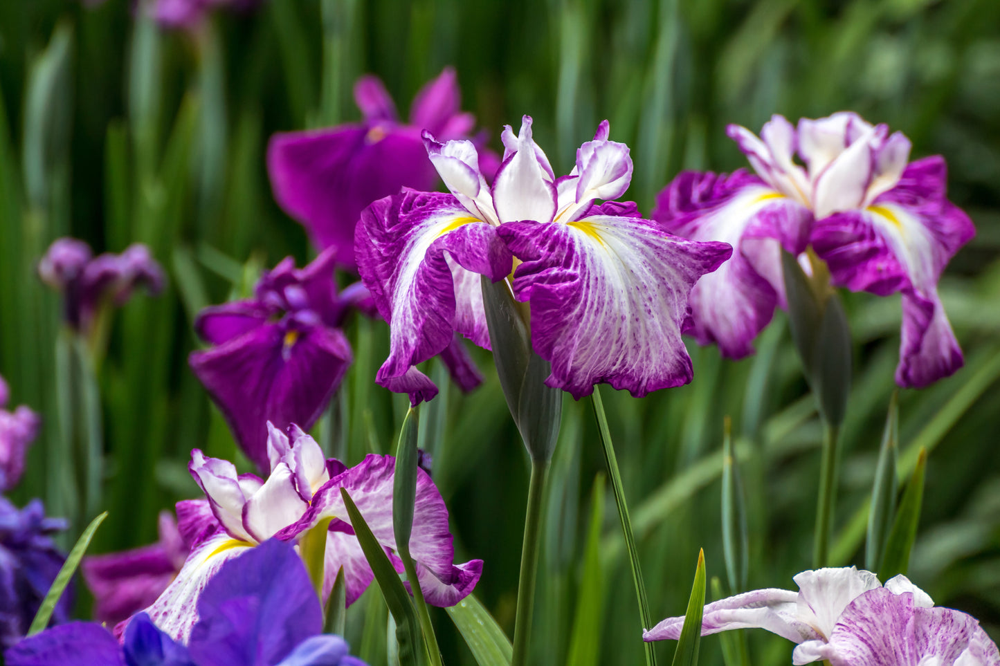 Iris Ensata "Harlequinesque" - BP063 Packs