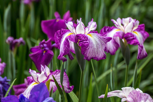 Iris Ensata "Harlequinesque" - BP063 Packs