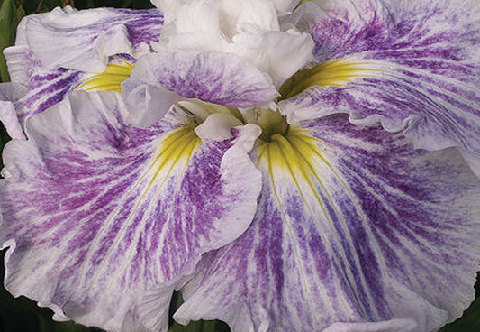 Iris Ensata "Angel Mountain" - BP052 Packs