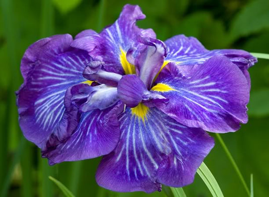 Iris Ensata 'Electric Rays' - BP056 Packs