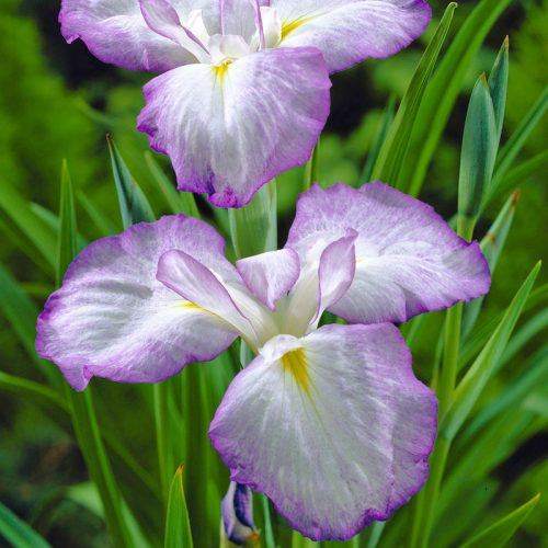 Iris Ensata 'Gracieuse' - BP060 Packs