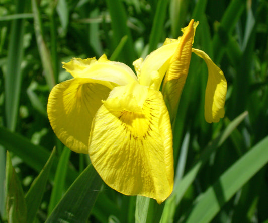 Iris pseudacorus (Yellow flag) - MP057 Packs