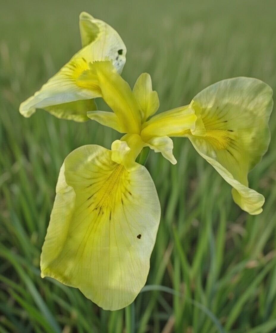 Iris pseudata Kimboshi