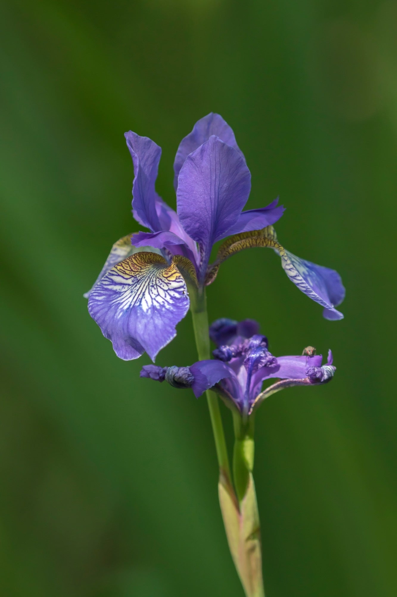 Iris sibirica (Siberian flag) - Marginal Pond Plants - BP068