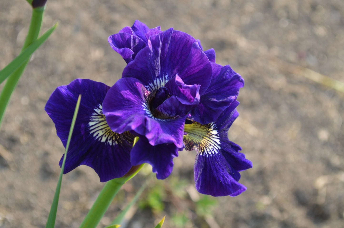 Iris sibirica (Siberian flag) - Marginal Pond Plants - BP068