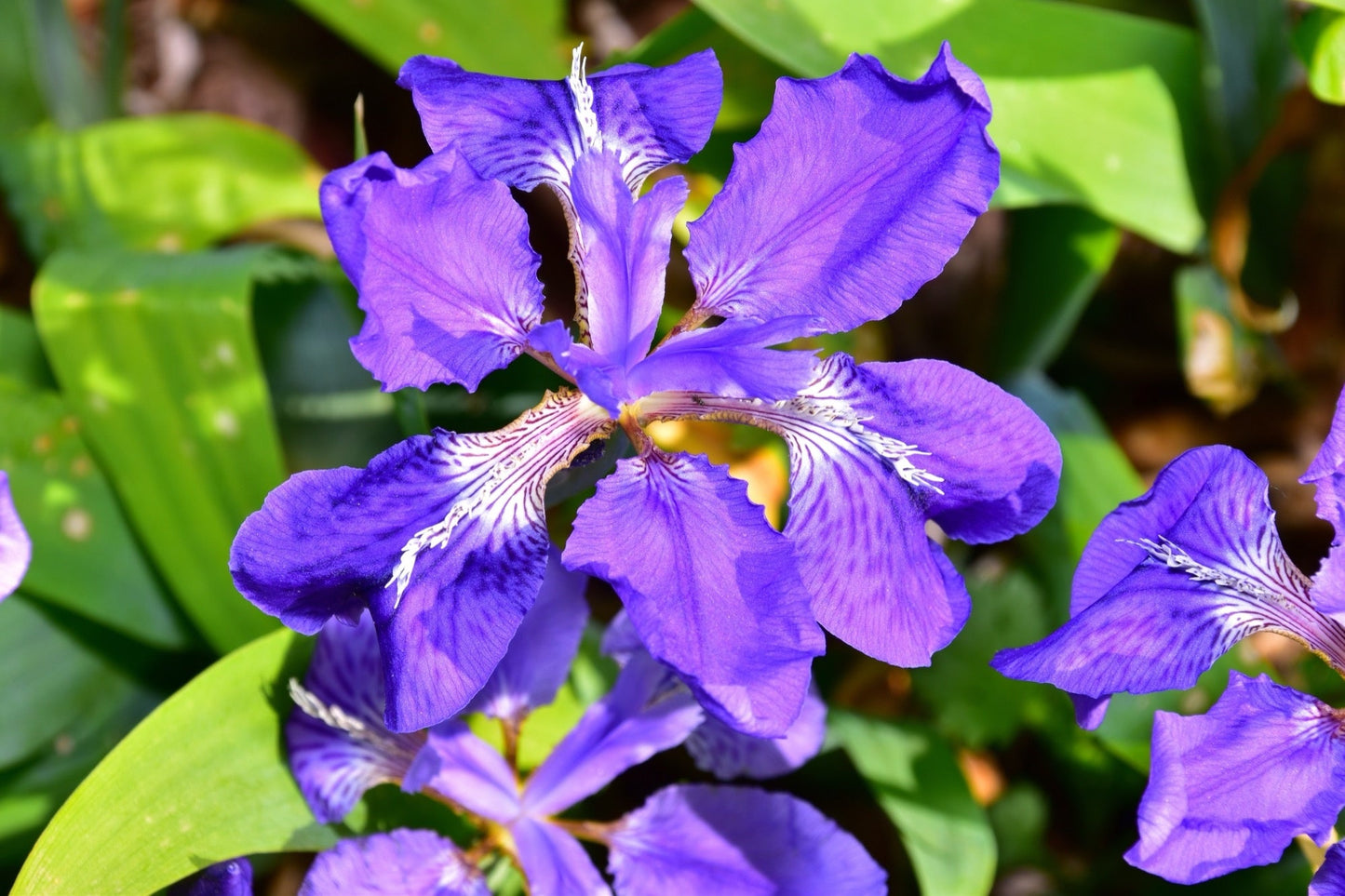 Iris sibirica (Siberian flag) - Marginal Pond Plants - BP068
