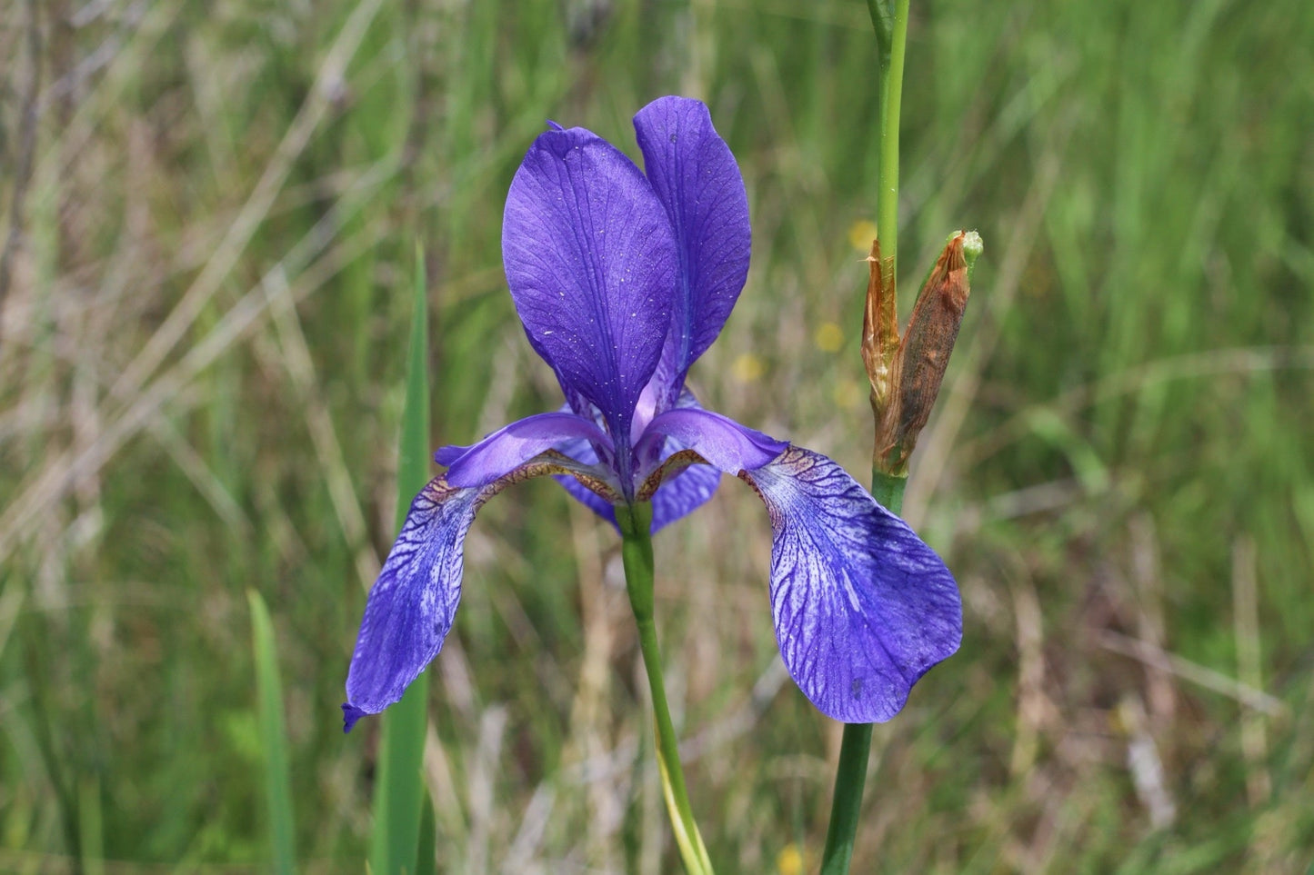 Iris sibirica (Siberian flag) - Marginal Pond Plants - BP068