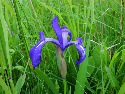 Iris laevigata 'blue' - MP048 Packs