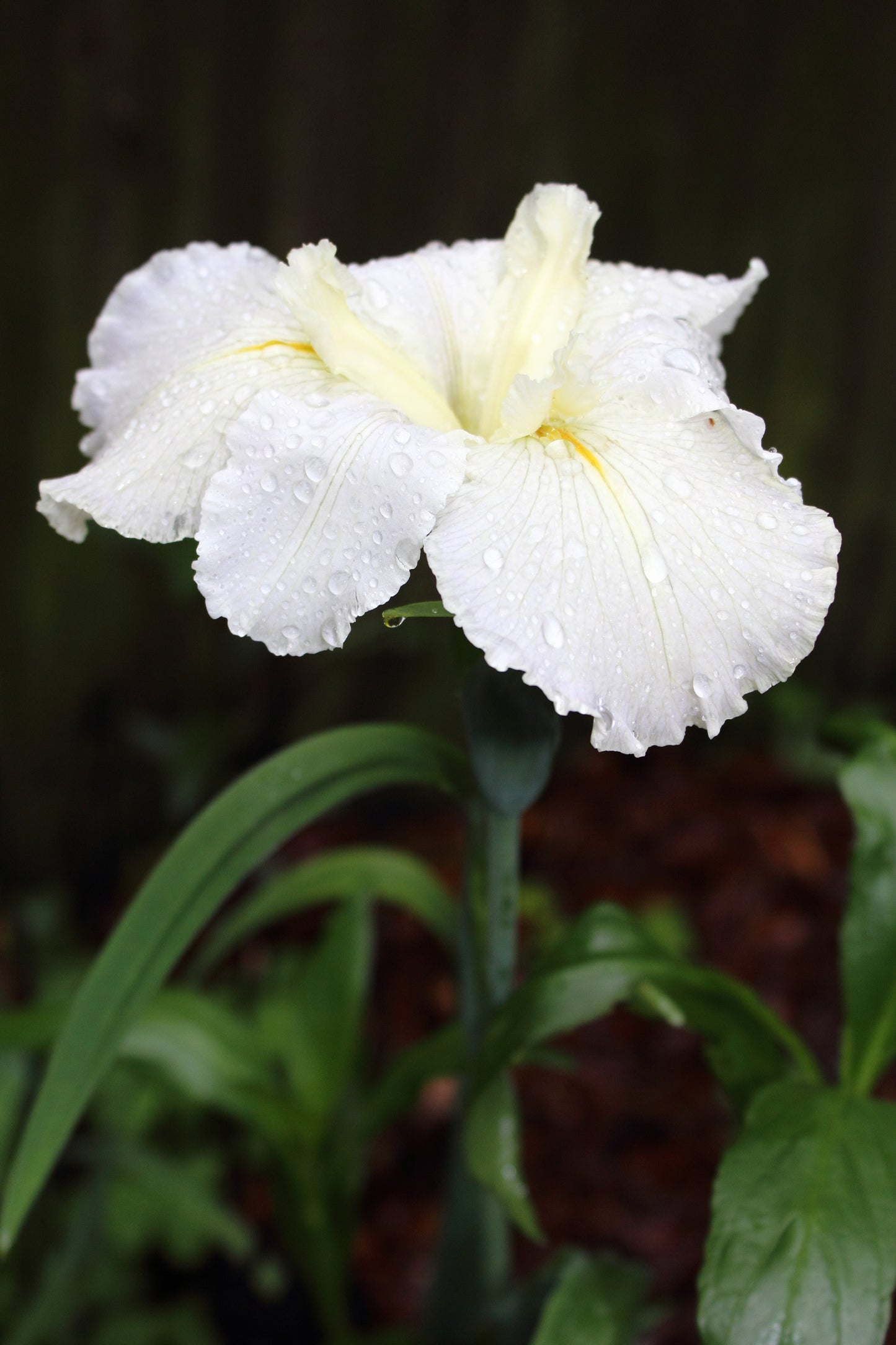 Iris louisiana ‘Arabian Bayou’ - Marginal Pond Plants - MP051