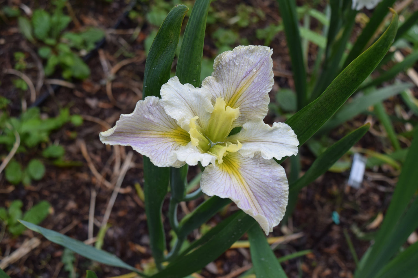 Iris louisiana ‘Arabian Bayou’ - Marginal Pond Plants - MP051