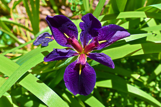 Iris louisiana ‘Black Gamecock’ - MP052 Packs