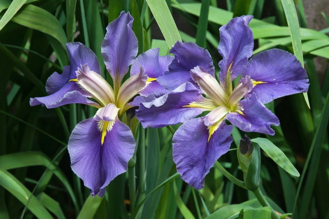 Iris louisiana ‘Marie Gallais’ - Marginal Pond Plants - MP055