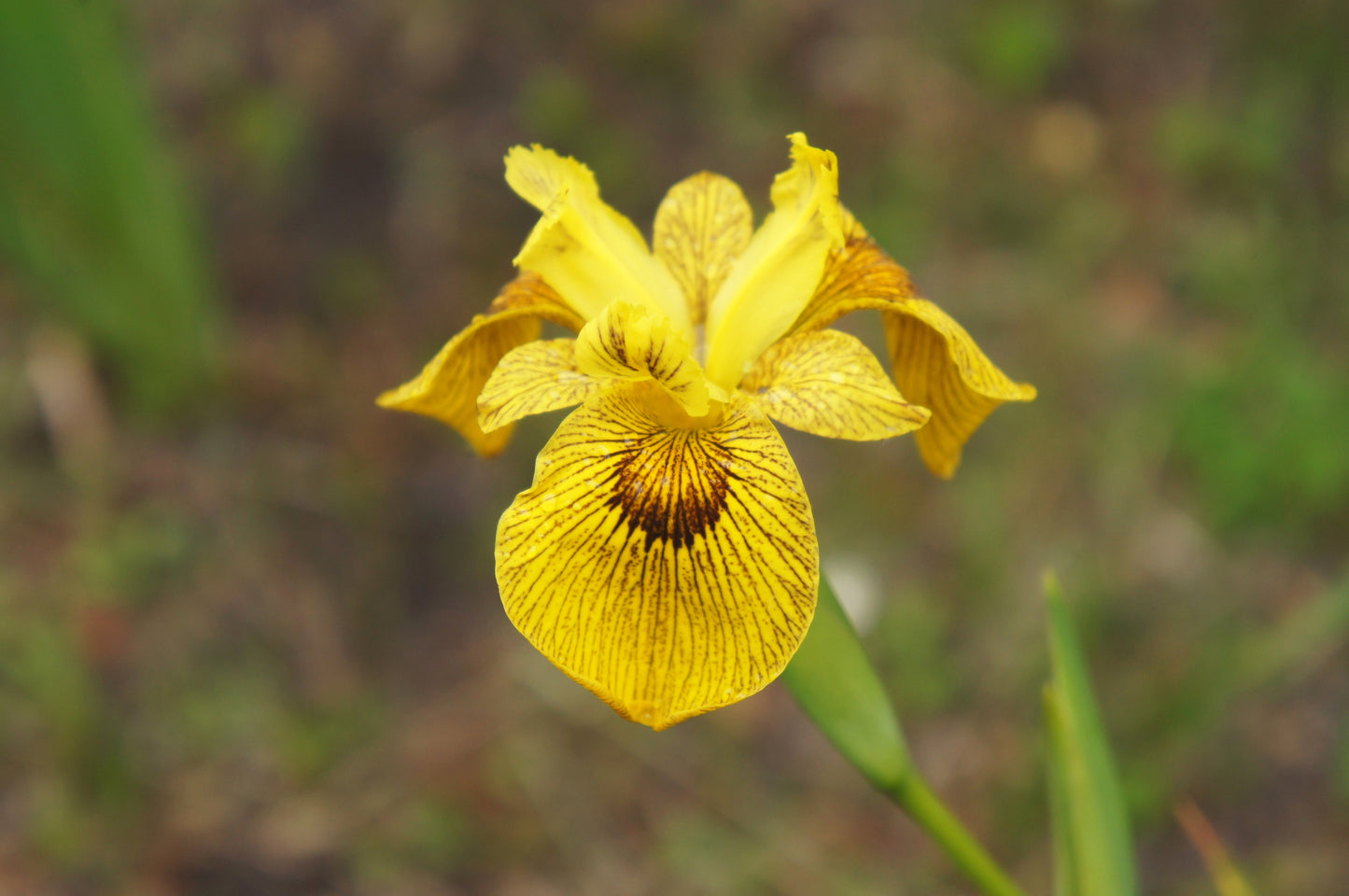 Iris pseudacorus 'Berlin Tiger' - MP059 Packs