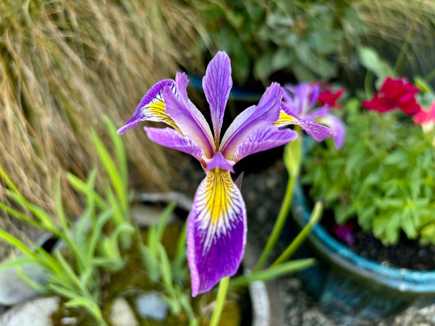 Iris Pseudacorus 'Holden's Child' - MP057A Packs