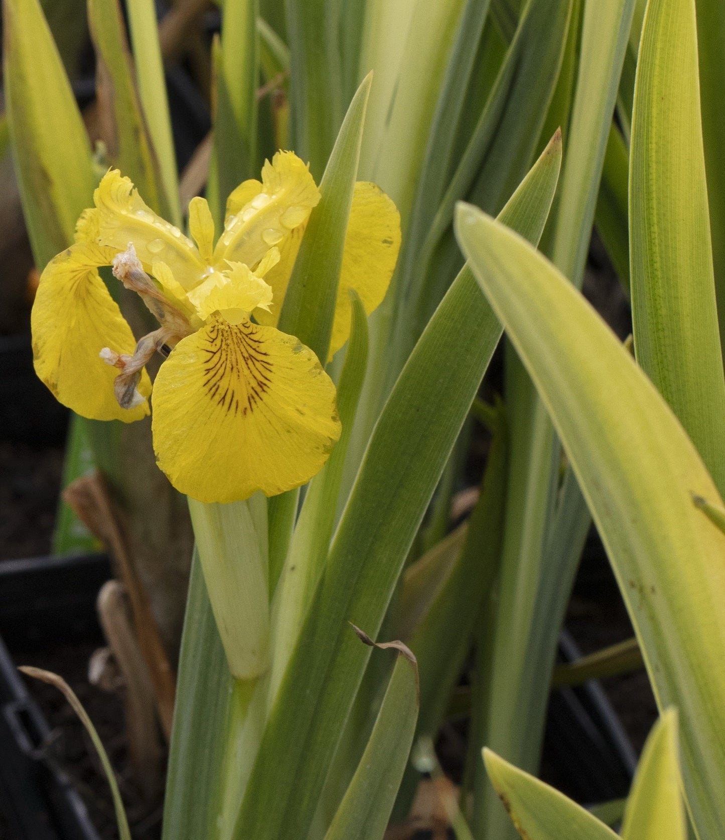 Iris pseudacorus variegata (Variegated) - Marginal Pond Plants - MP058