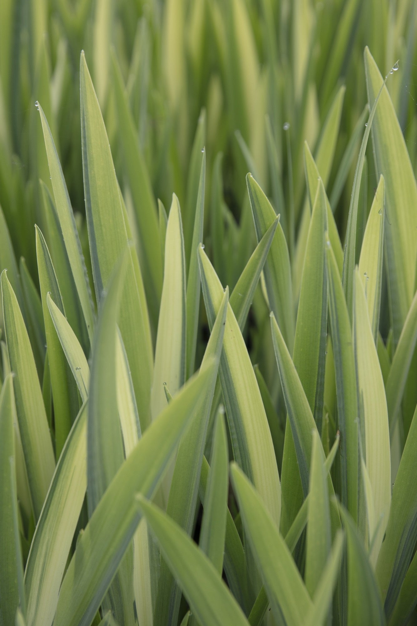 Iris pseudacorus variegata (Variegated) - Marginal Pond Plants - MP058