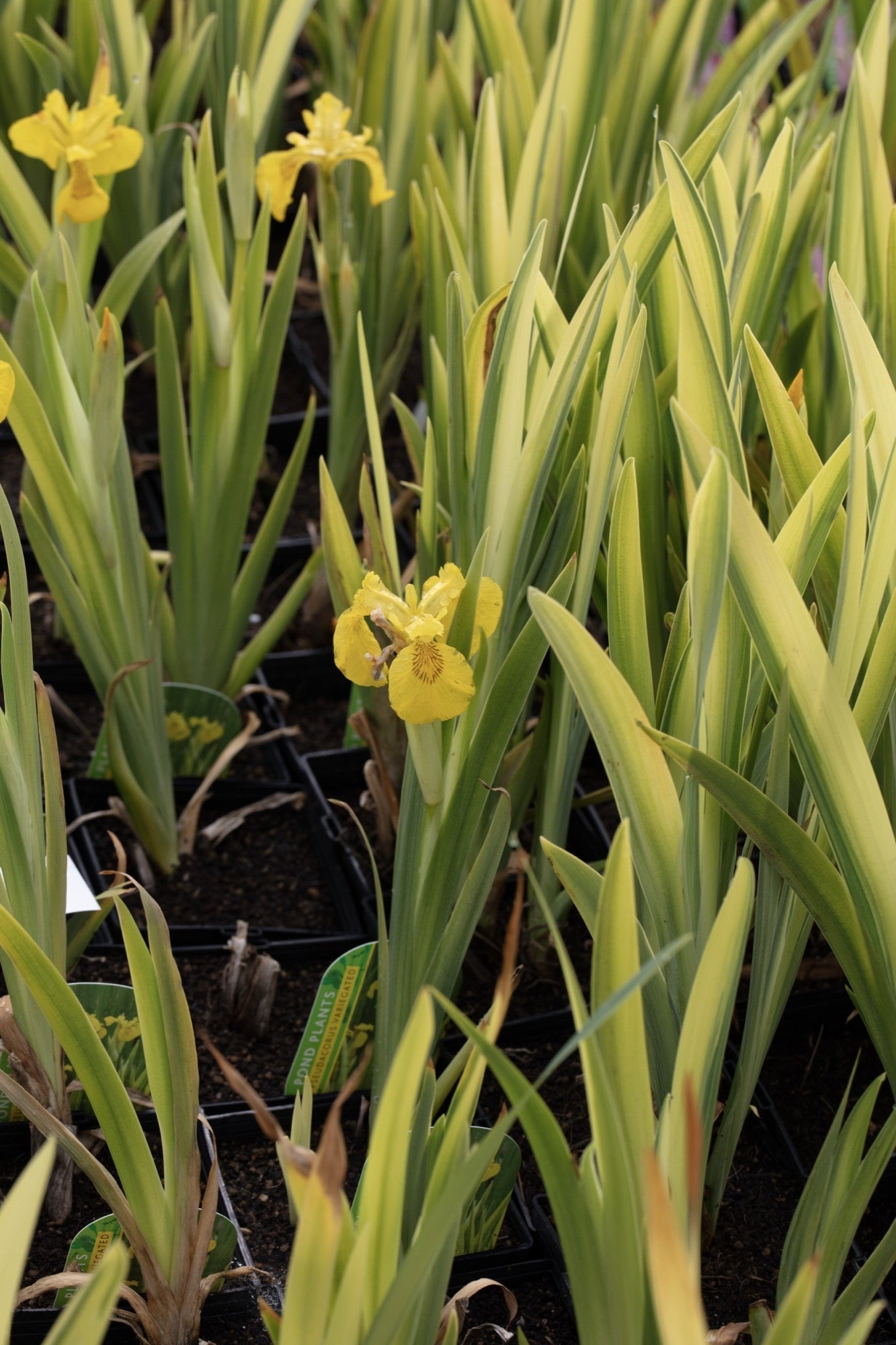 Iris pseudacorus variegata (Variegated) - Marginal Pond Plants - MP058