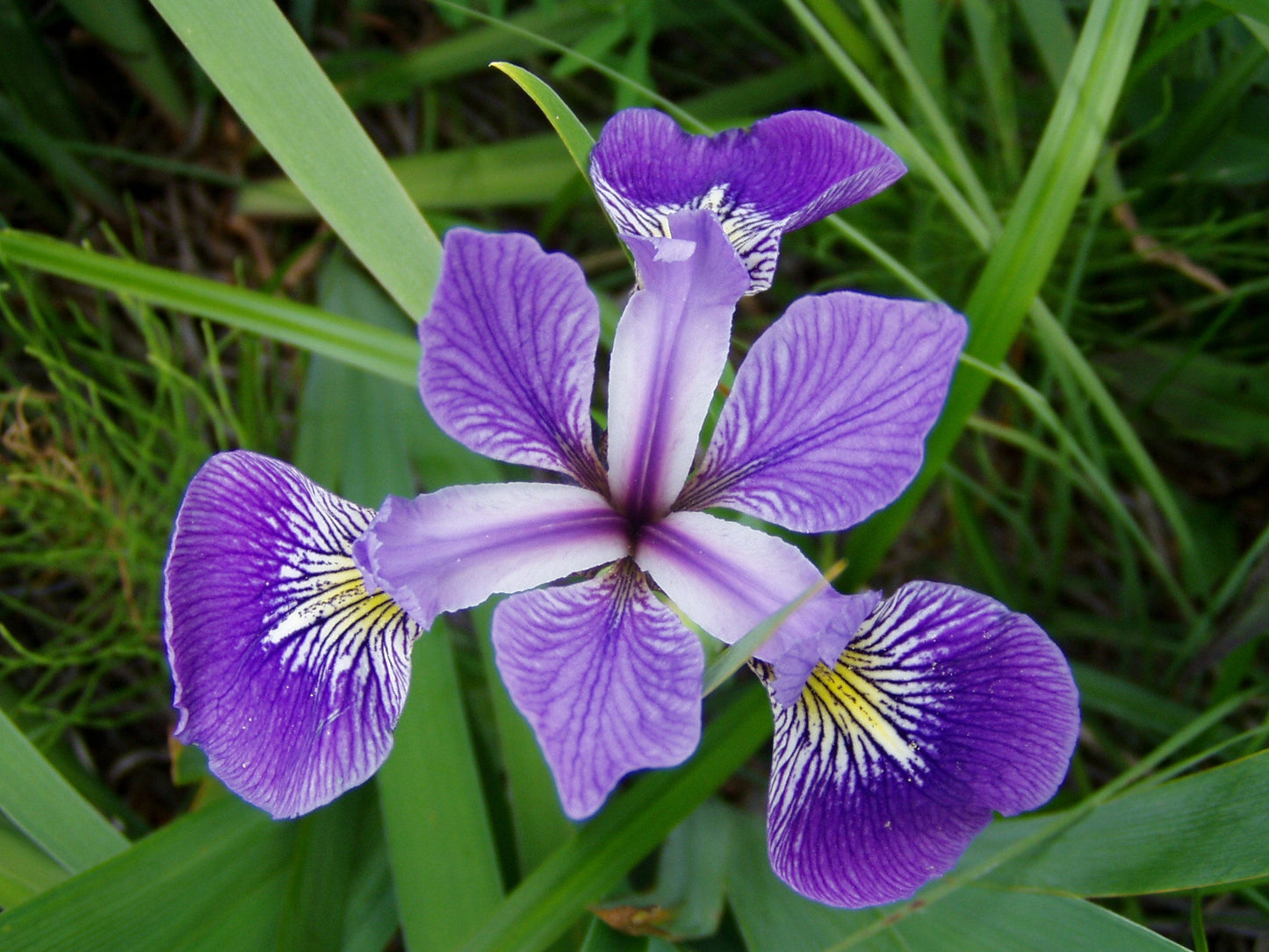 Iris versicolor (Blue flag or Poison flag) - MP060 Packs