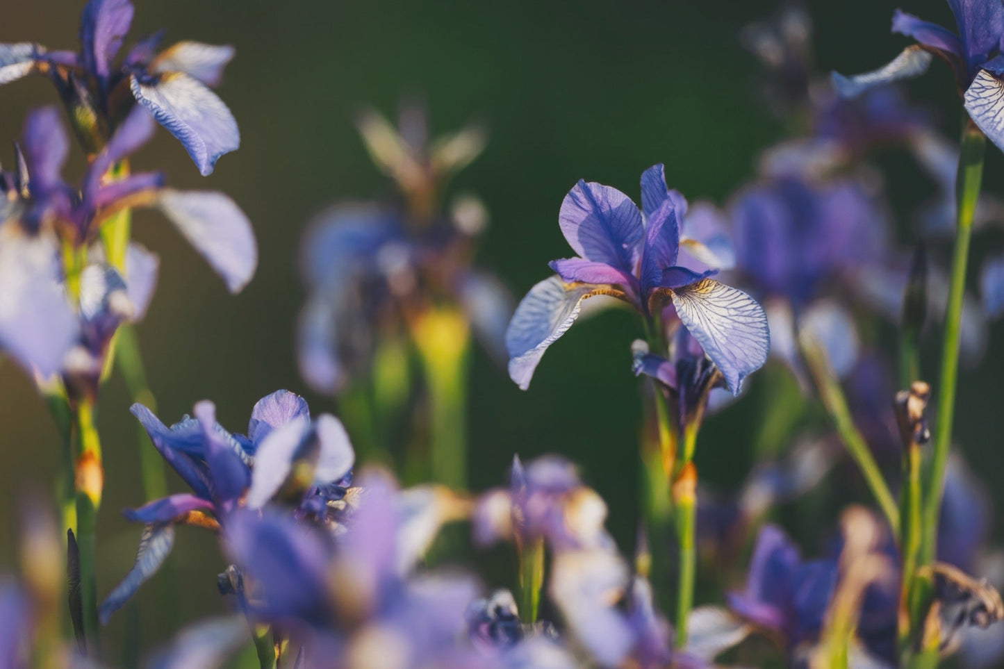 Iris versicolor (Blue flag or Poison flag) - Marginal Pond Plants - MP060