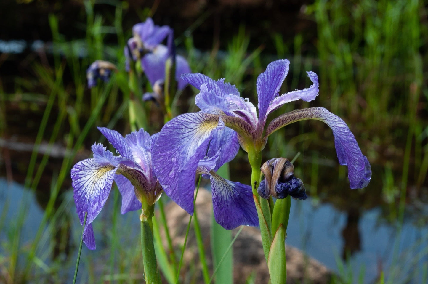 Iris versicolor (Blue flag or Poison flag) - Marginal Pond Plants - MP060