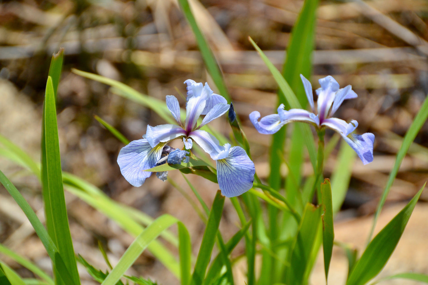 Iris versicolor 'Light Blue' - MP0A Packs