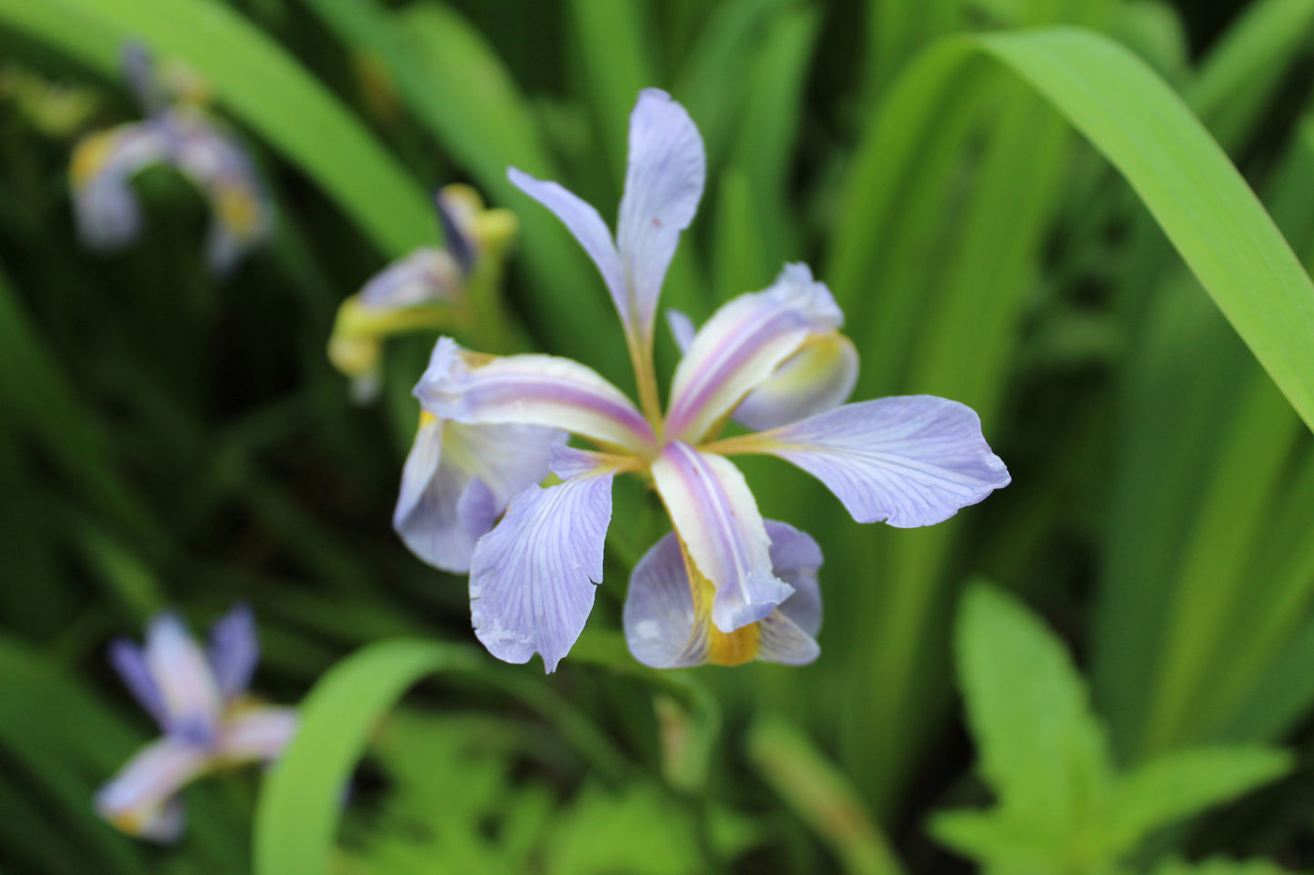 Iris versicolor 'Light Blue' - MP0A Packs