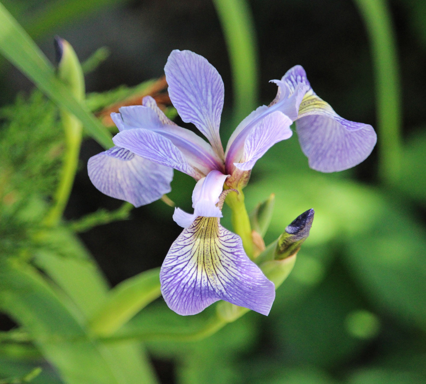 Iris versicolor 'Light Blue' - MP0A Packs
