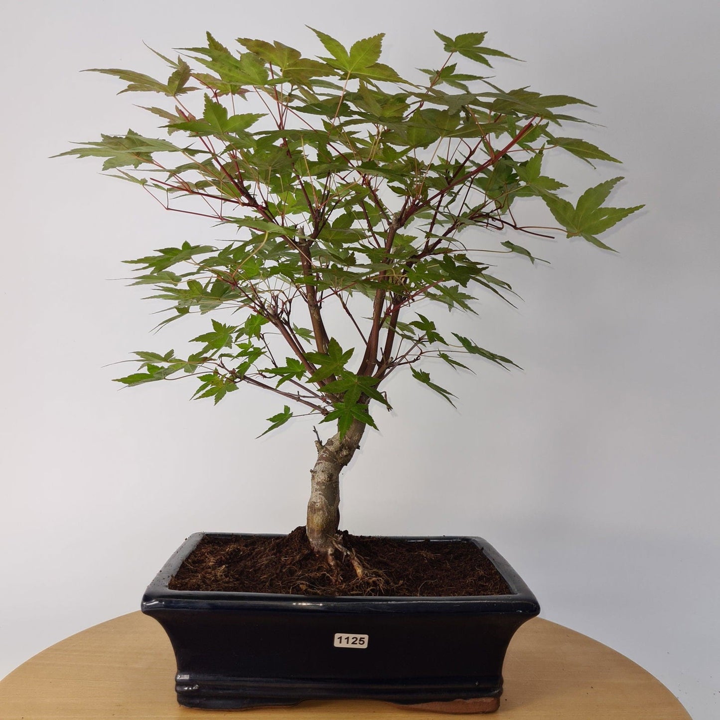 Japanese Maple (Acer) Bonsai Tree | Deshojo Informal Upright | In 25cm Pot