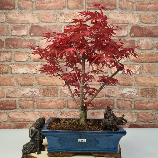 Japanese Maple (Acer) Bonsai Tree | Deshojo Informal Upright | In 25cm Pot