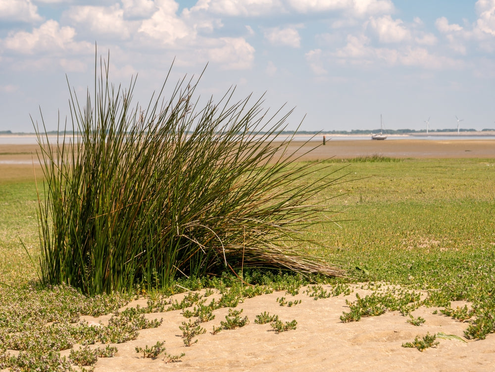 Juncus Maritimus (Sea rush) - MP067A Packs