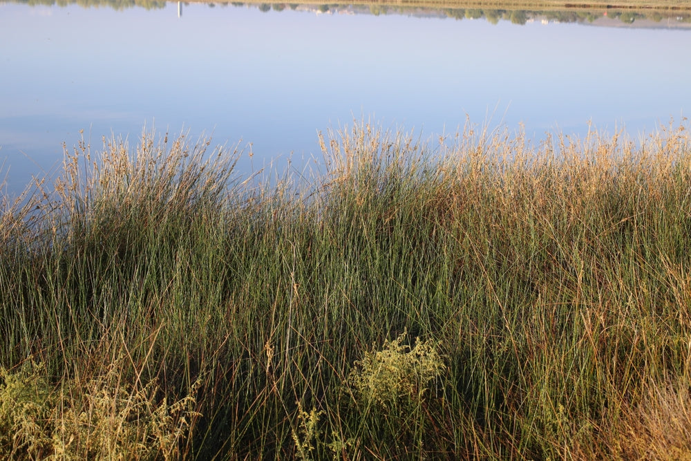 Juncus Maritimus (Sea rush) - MP067A Packs