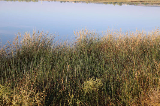 Juncus maritimus (Sea rush) - Marginal Pond Plants - MP067A