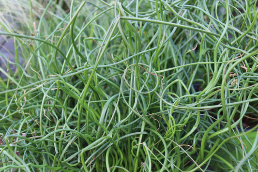 Juncus effusus var. spiralis (Corkscrew rush) - Marginal Pond Plants - MP065